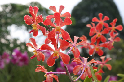 KL Orchid Garden is near hotel in bangsar south kuala lumpur